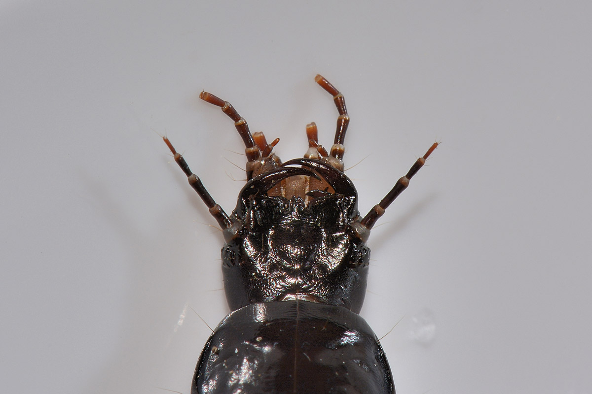 Larva di Carabus lefebvrei bayardi